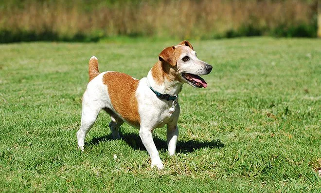 A dog in grass pictured in Strathcona County’s dogs-in-parks guidance. This photo does not identify a particular off-leash area.