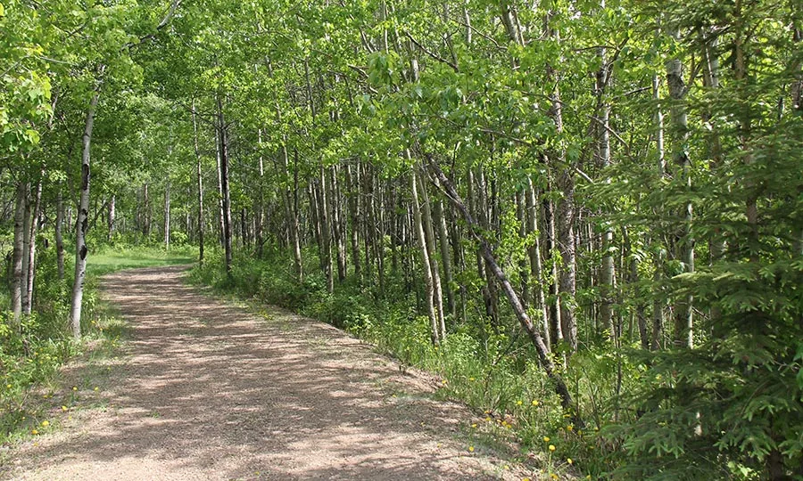 A wooded summer trail at Strathcona Wilderness Centre
