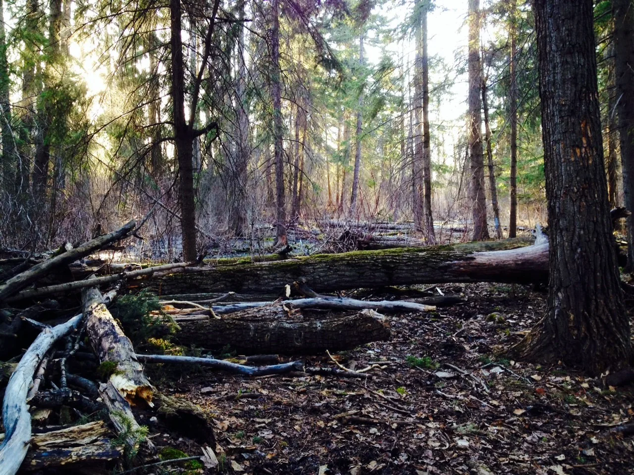 Woodland at Sherwood Park Natural Area